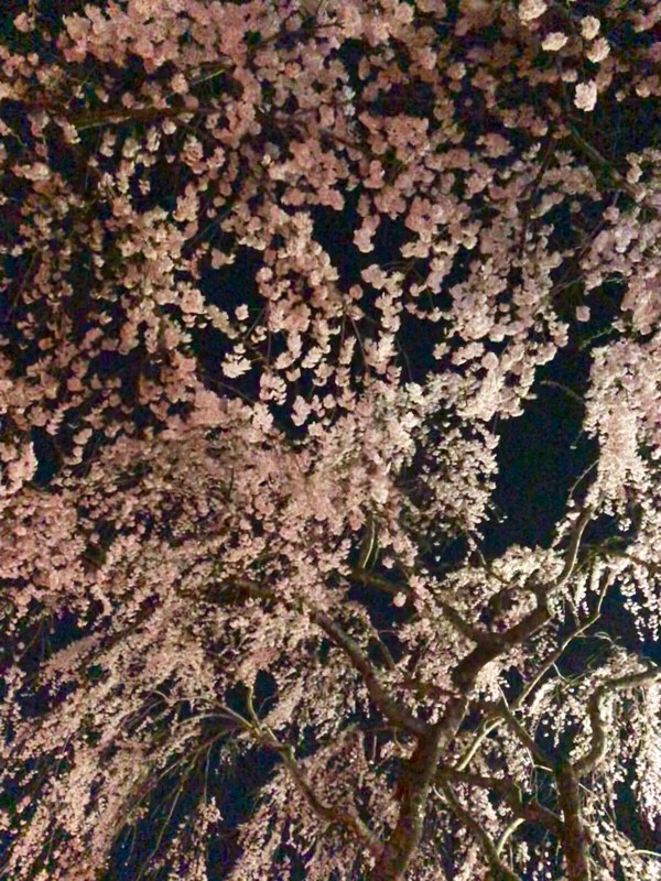 夜桜の写真